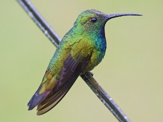 アオムネマンゴーハチドリ - eBird