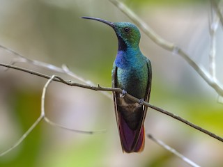 Adult male - Andres Vasquez Noboa - ML320974601