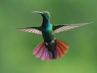 Lunéville K.G“colibri”ハチドリのマスタードポット