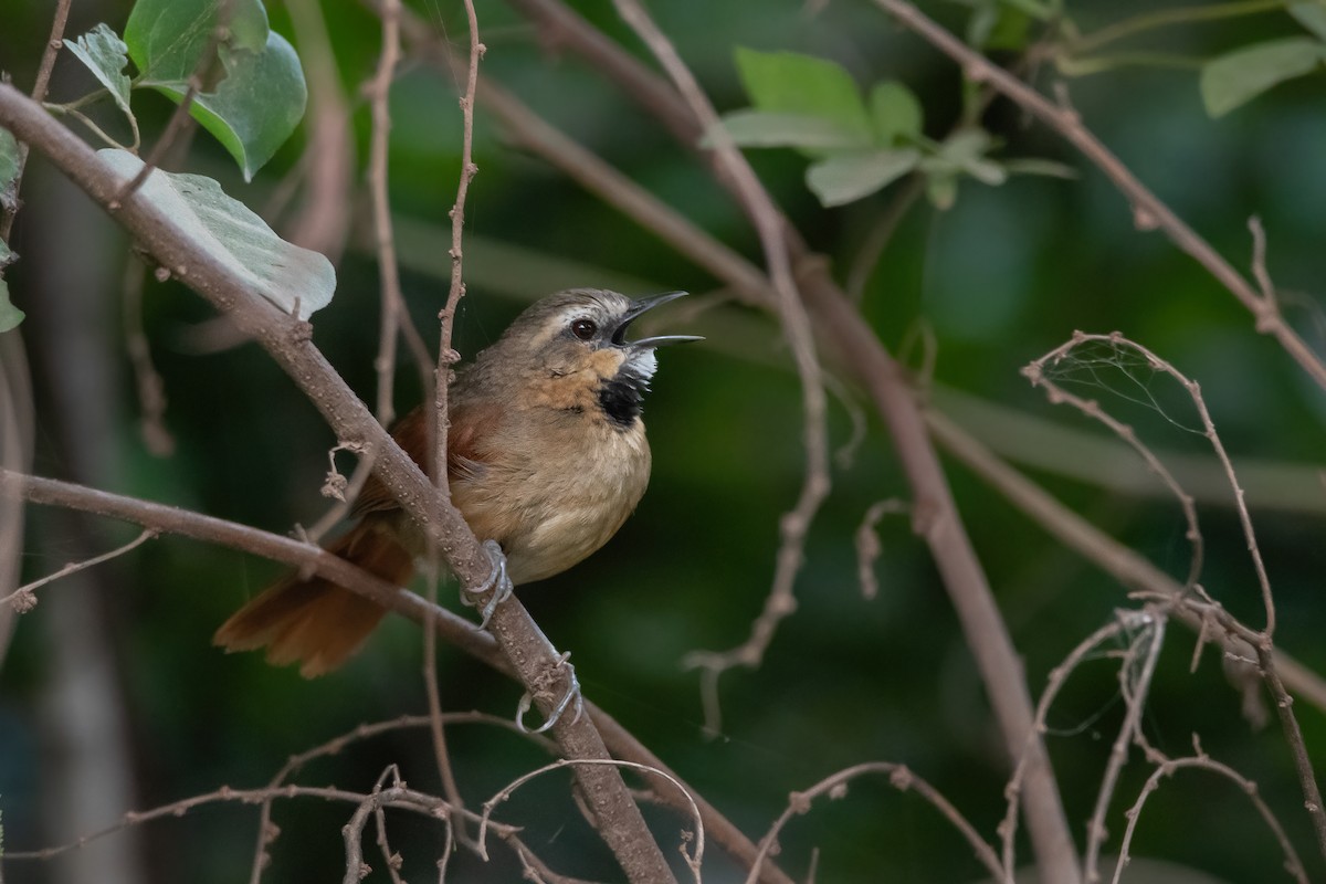 Ochre-cheeked Spinetail - Pablo Re