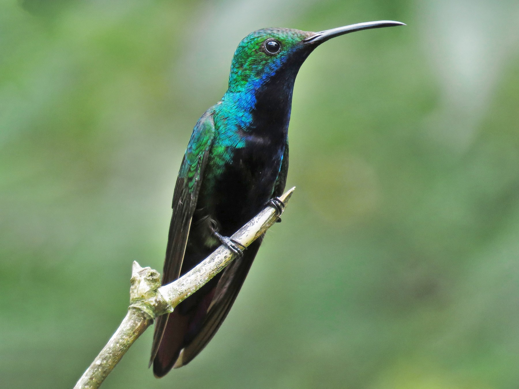 Black-throated Mango - Mike  Hudson