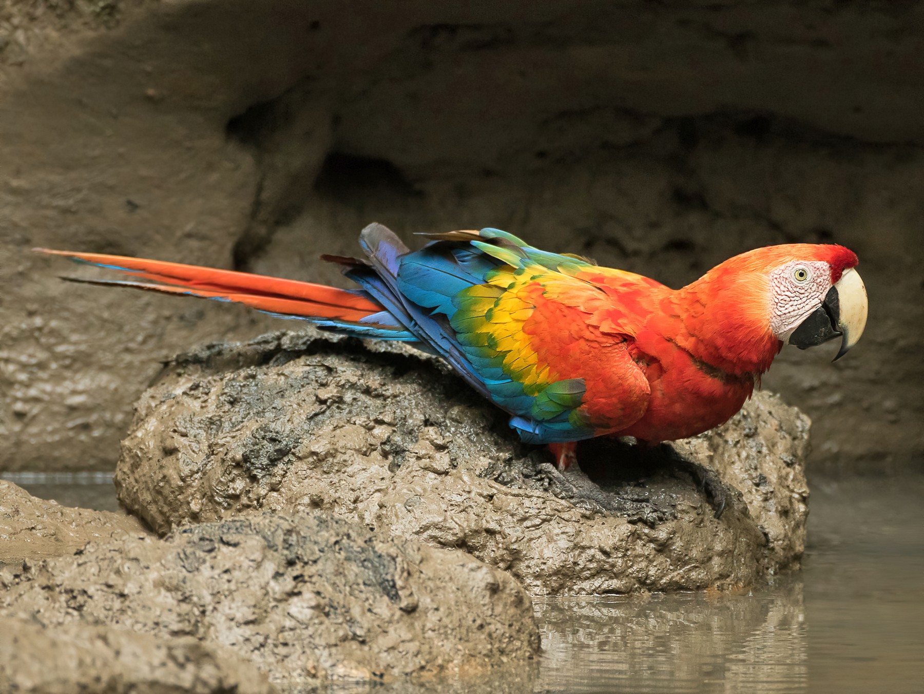 red macaw parrots