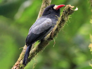 - White-fronted Nunbird (Pale-winged)