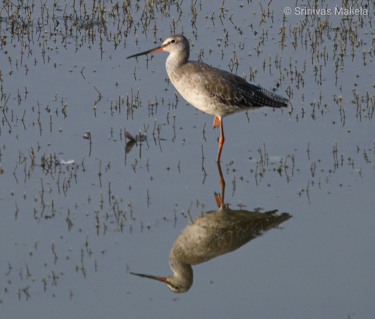 Spotted Redshank - ML320980071