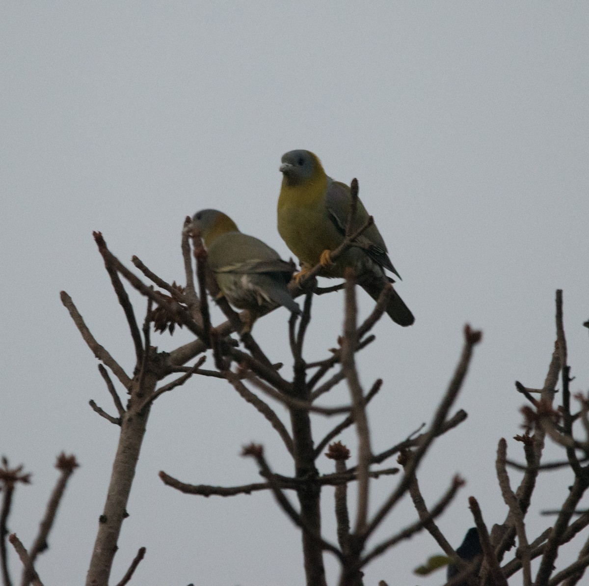 Yellow-footed Green-Pigeon - Srinivas Mallela