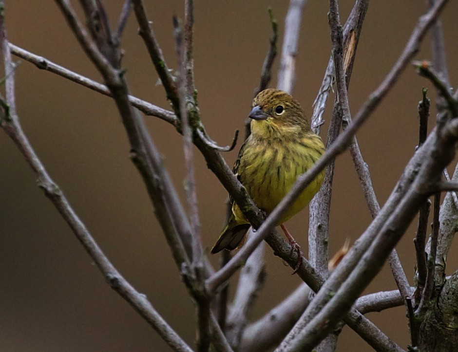 Stripe-tailed Yellow-Finch - David Ascanio