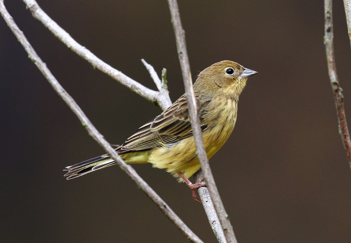 Stripe-tailed Yellow-Finch - ML320980191