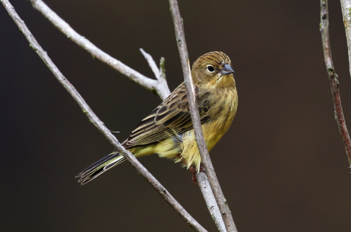 Stripe-tailed Yellow-Finch - ML320980201