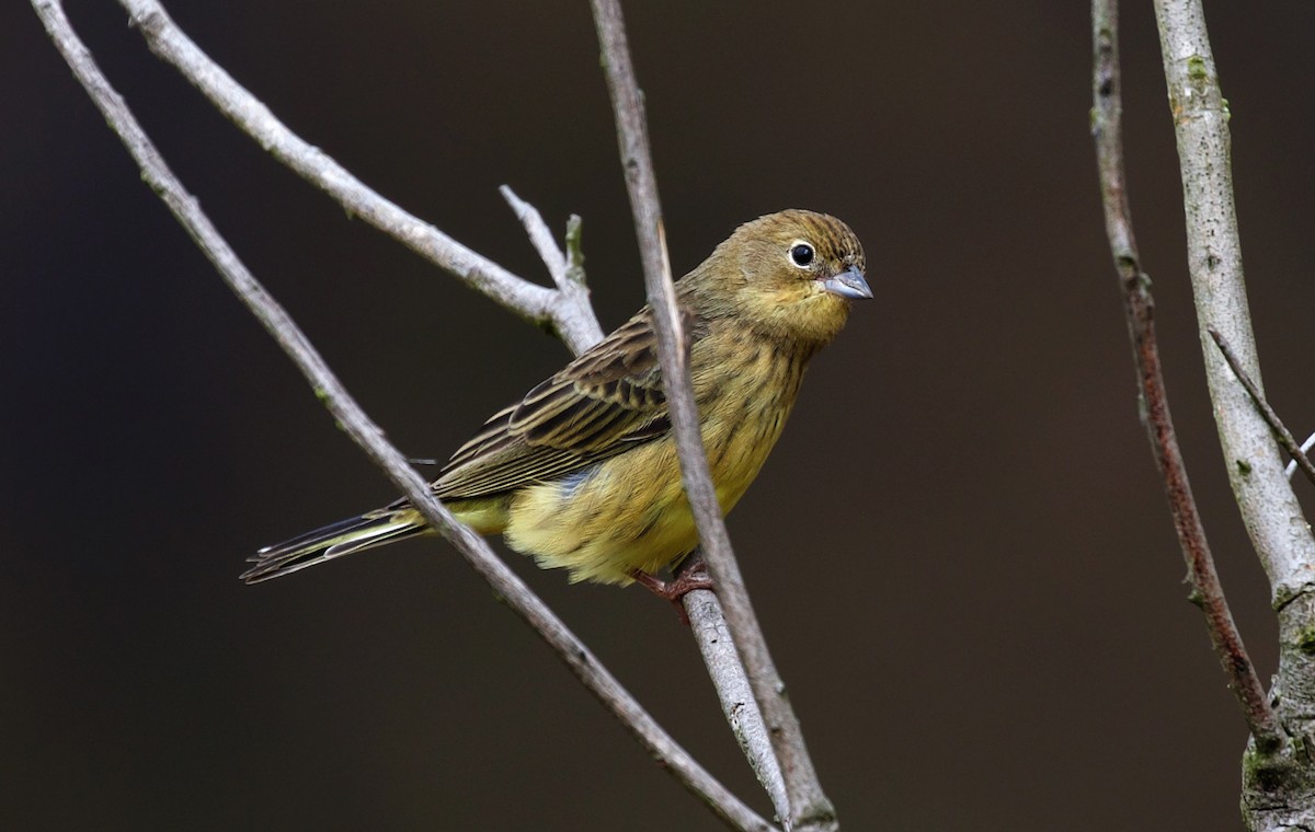 Stripe-tailed Yellow-Finch - ML320980211