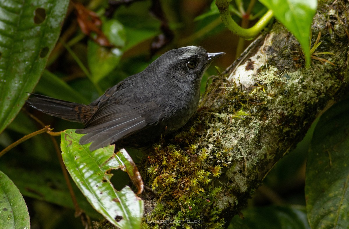 Silvery-fronted Tapaculo - ML320981991
