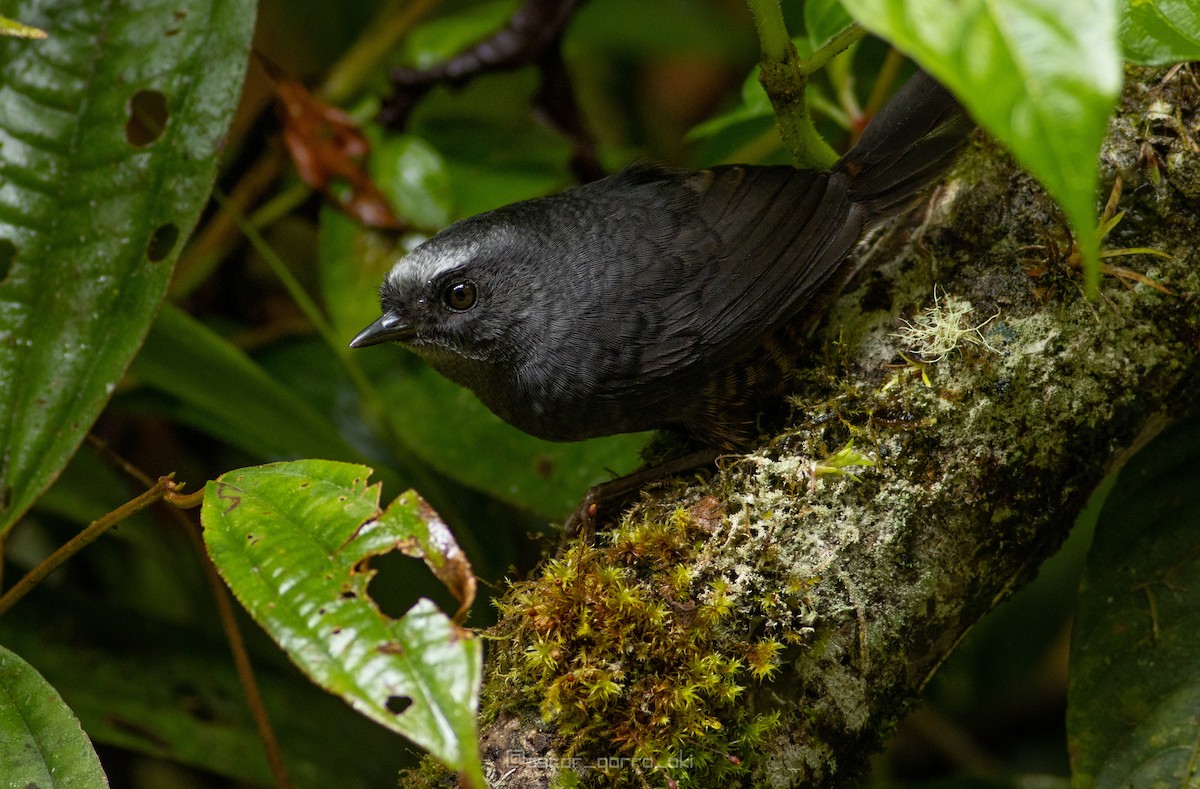 Silvery-fronted Tapaculo - ML320982031