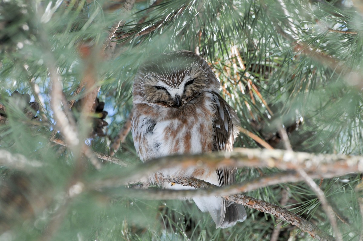 Northern Saw-whet Owl - ML320990441