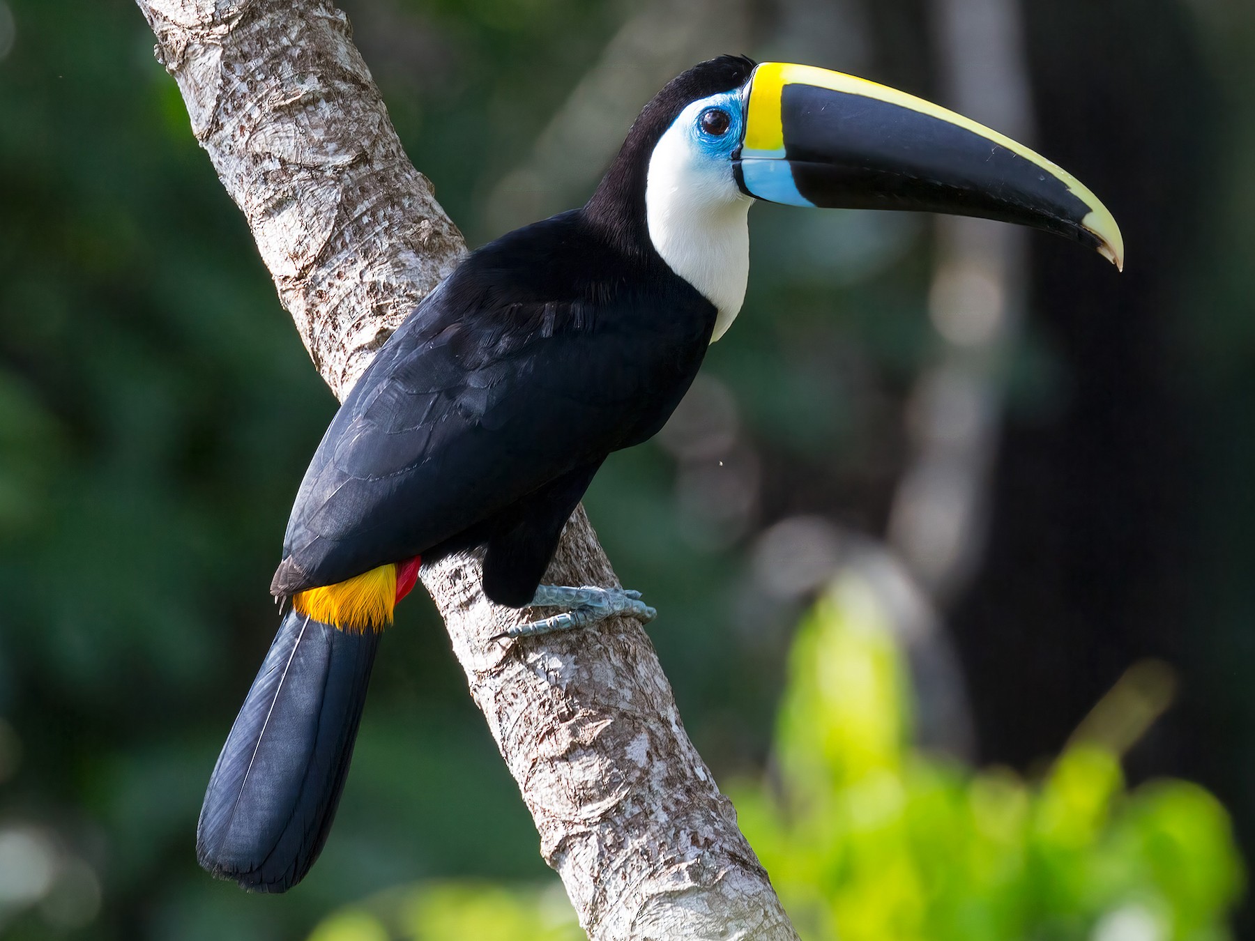 White-throated Toucan - eBird