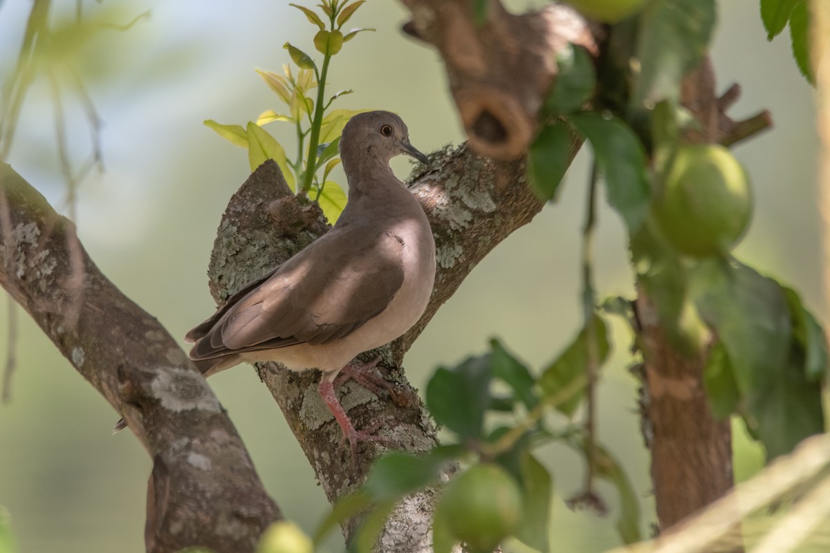 Large-tailed Dove - ML320995171