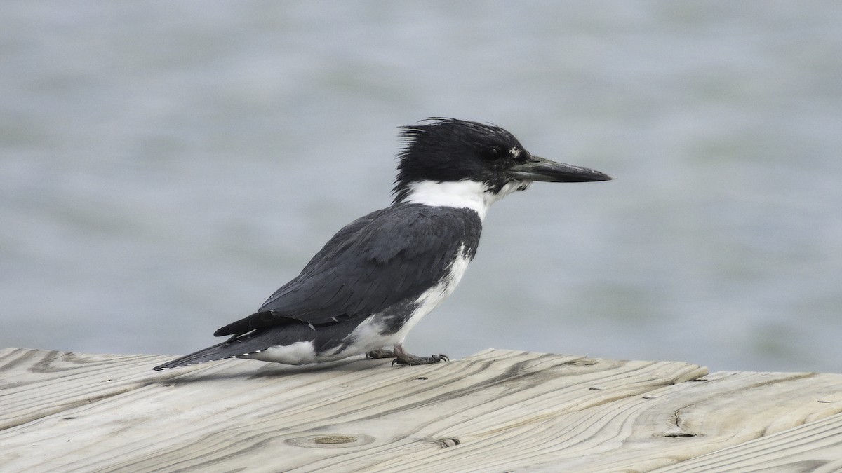 Belted Kingfisher - ML320997481