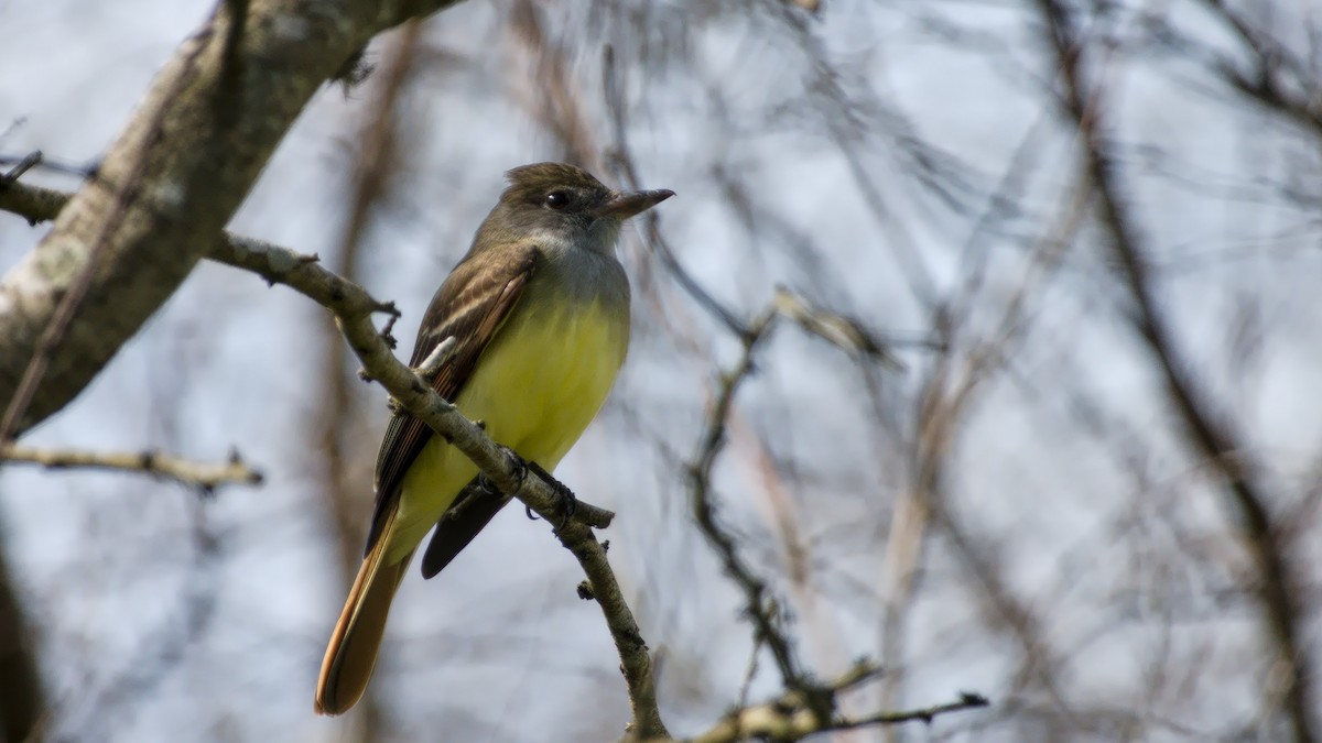 Great Crested Flycatcher - ML320997601