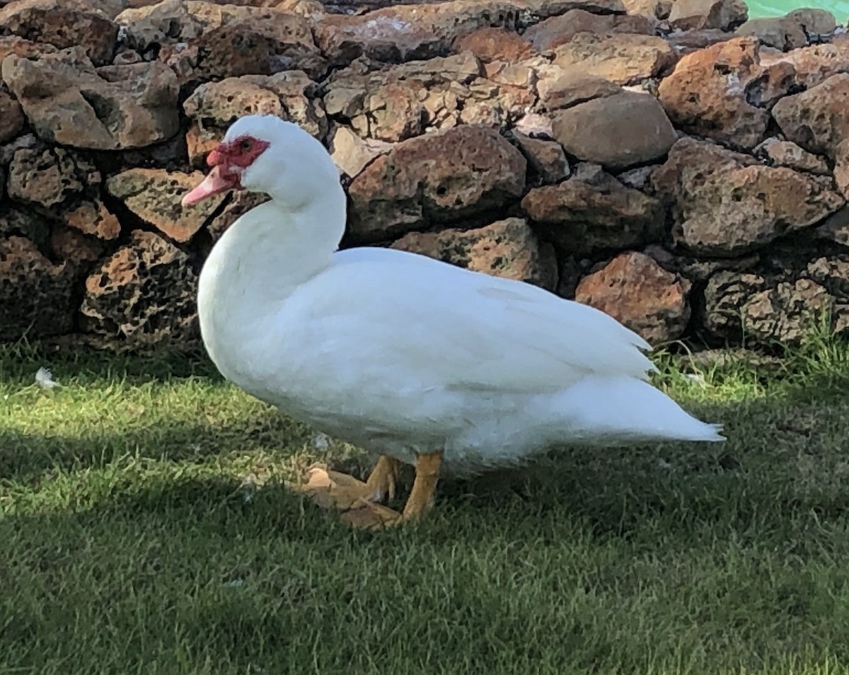 Muscovy Duck (Domestic type) - ML320998471