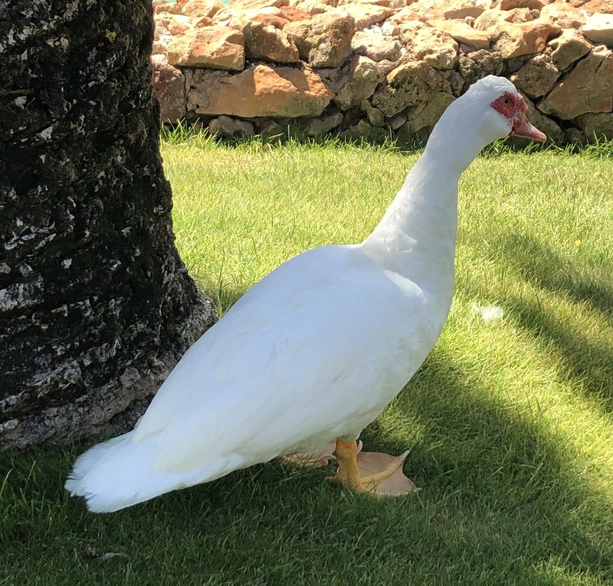 Muscovy Duck (Domestic type) - ML320998491