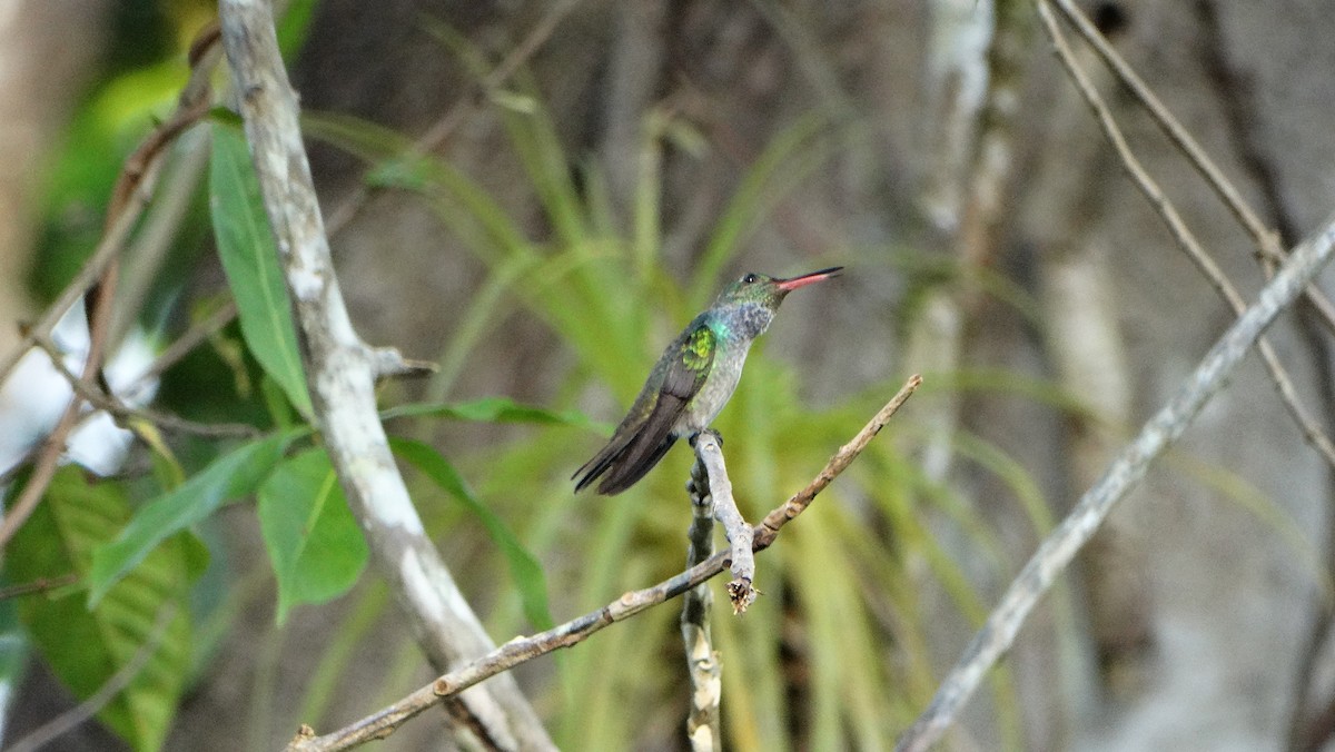 Blue-chested Hummingbird - ML320998761