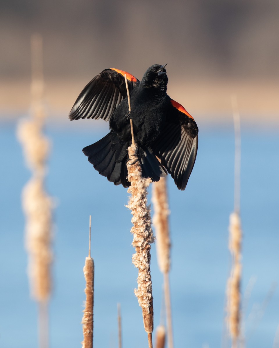 Red-winged Blackbird - Nick Dorian