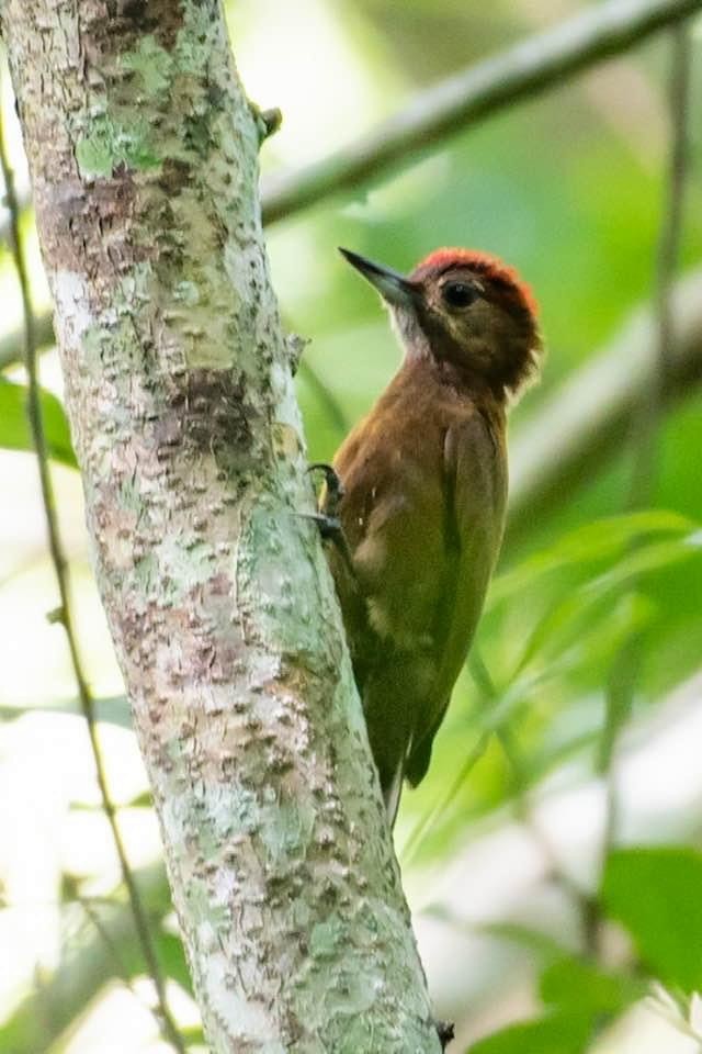 Smoky-brown Woodpecker - ML320999671