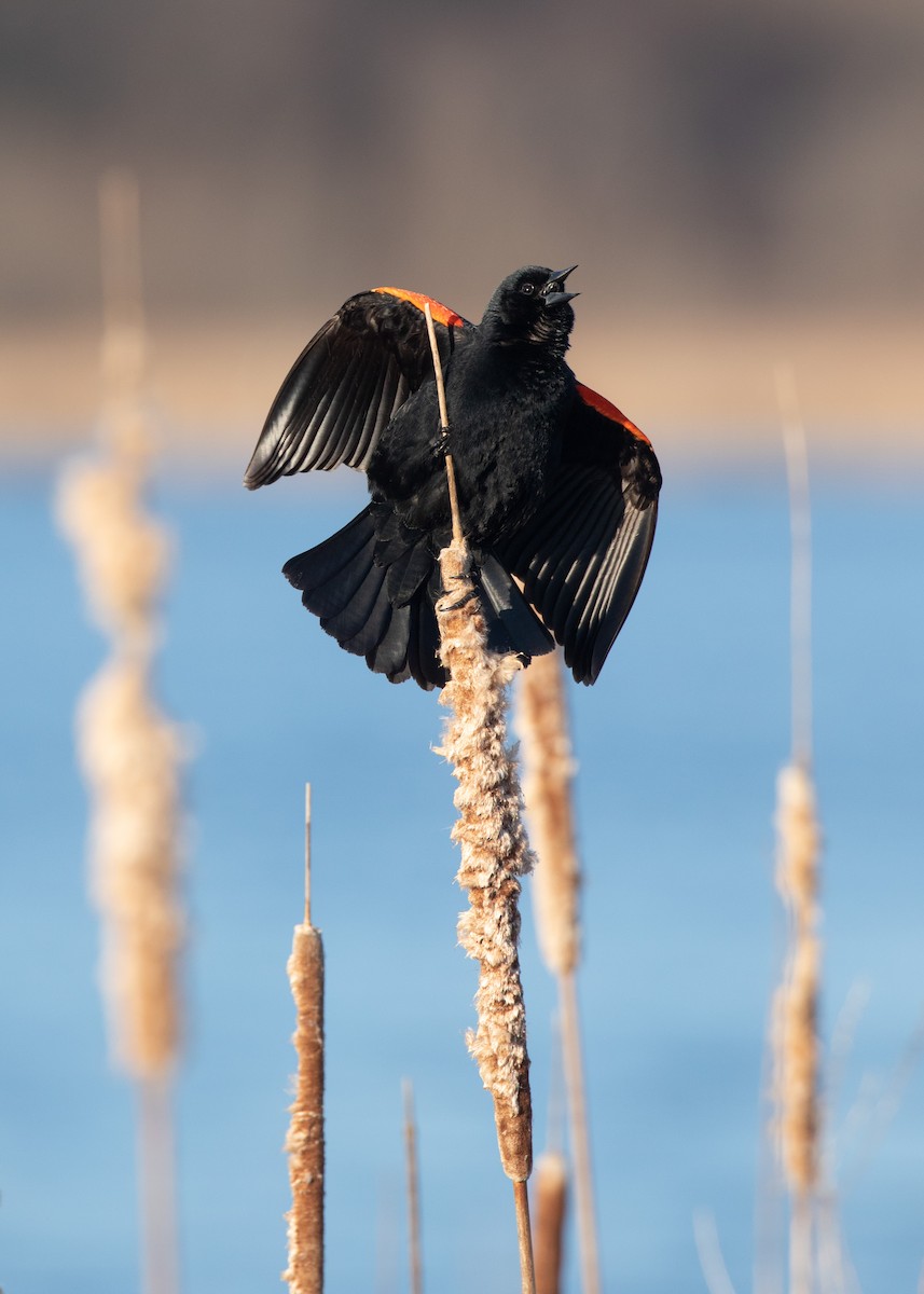 Red-winged Blackbird - ML321000031