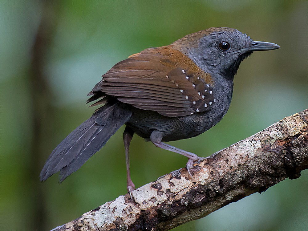 Black-throated Antbird - Joao Quental JQuental