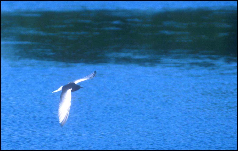 White-winged Tern - Don Roberson