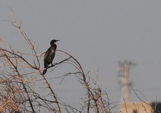 Great Cormorant - Göktuğ  Güzelbey