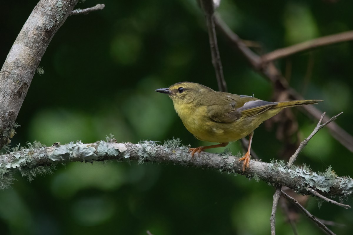 Two-banded Warbler - ML321009711