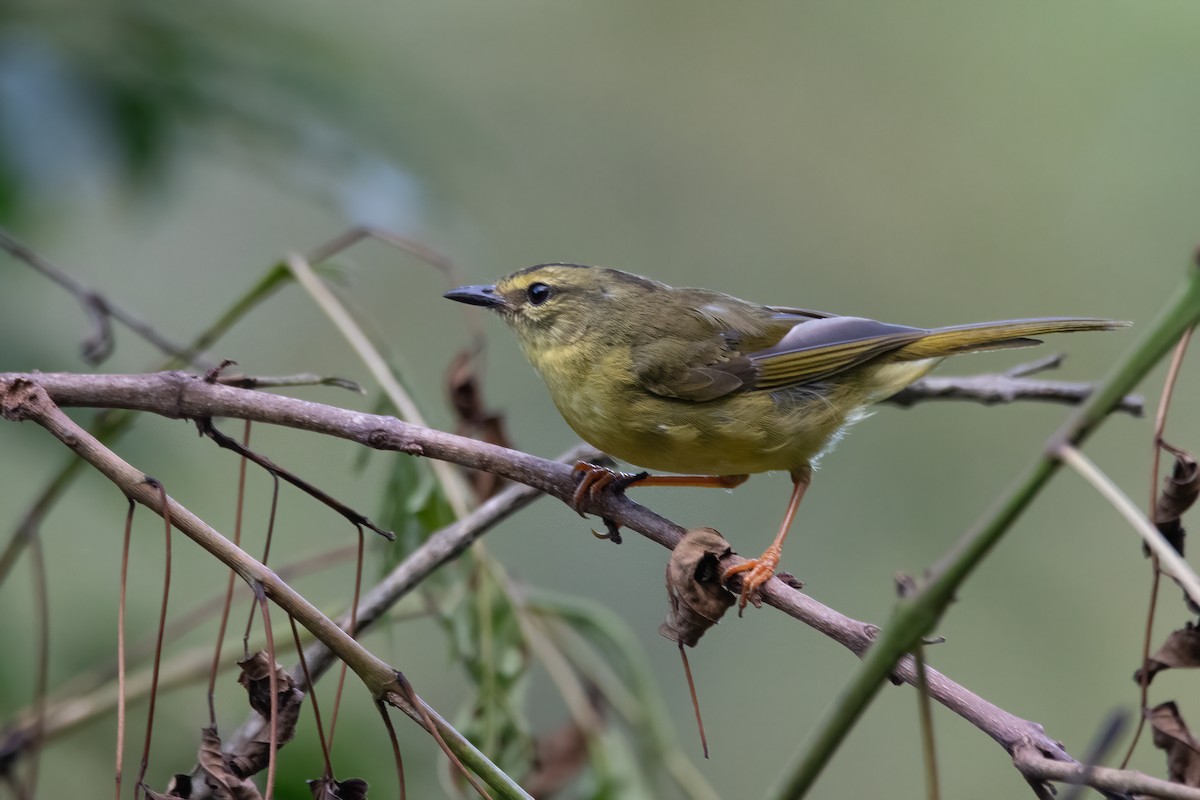 Two-banded Warbler - ML321009781