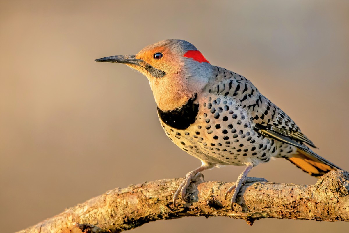 Northern Flicker (Yellow-shafted) - ML321012031