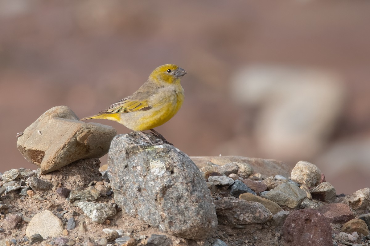 Bright-rumped Yellow-Finch - Pablo Re