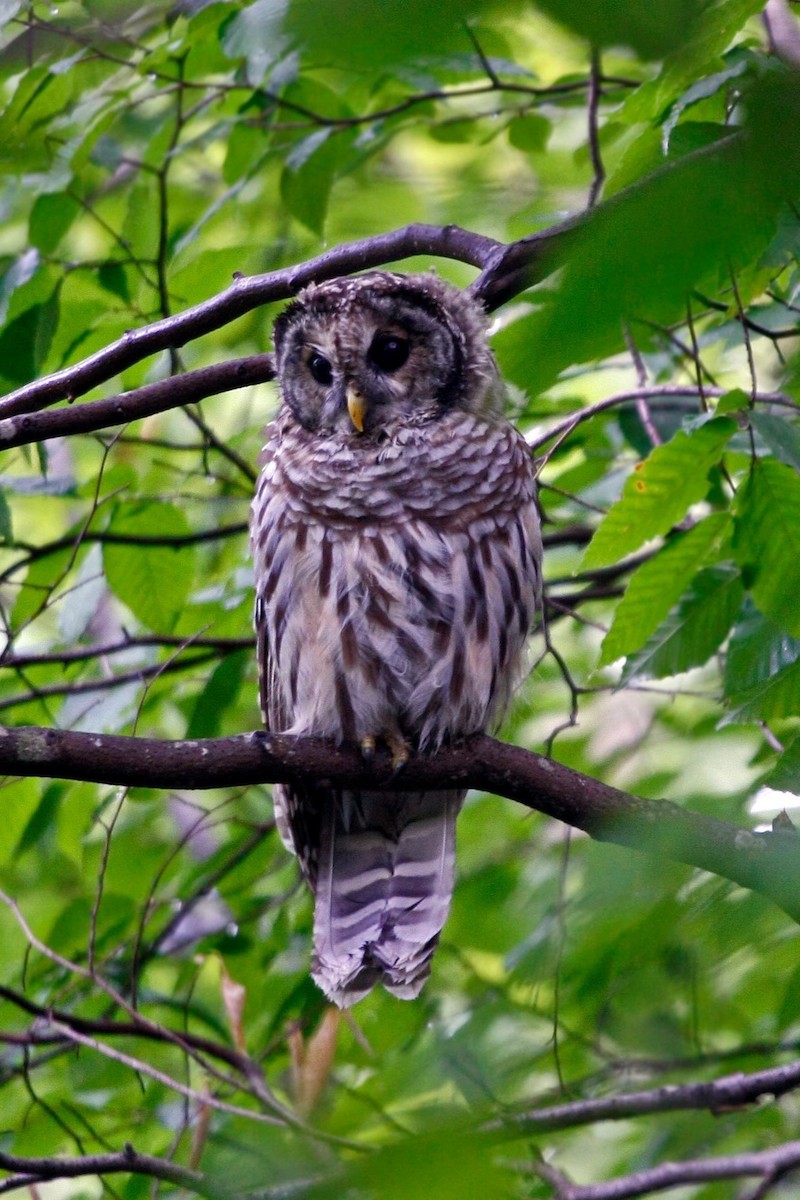 Barred Owl - Lori Charron