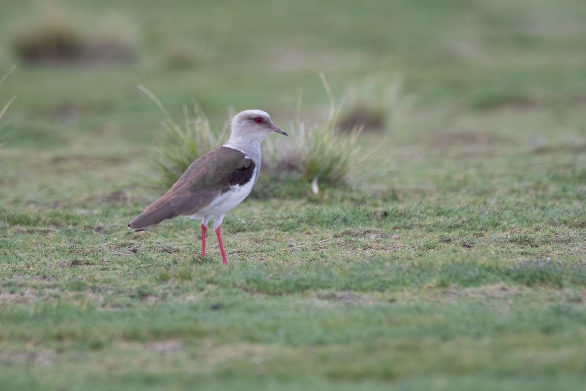 Andean Lapwing - ML321015441