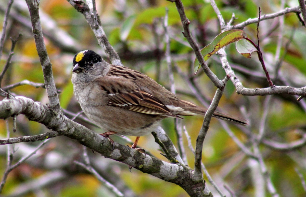 Golden-crowned Sparrow - Jonny Sperling