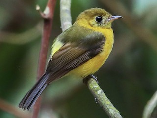 Sulphur-rumped Flycatcher - eBird