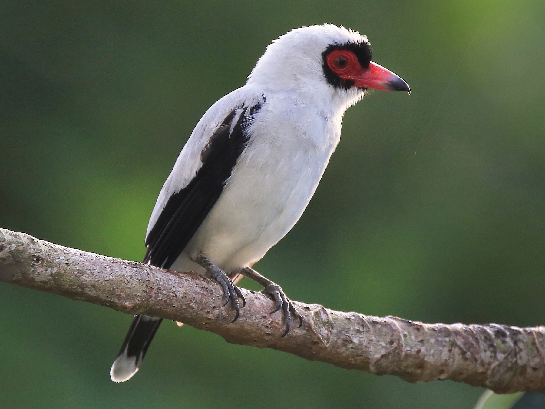 Masked Tityra - eBird