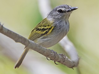脚付きシエッポ　FLYCATCHER w.foot SIEPPO 脚付きシエッポ FLYCATCHER w.foot SIEPPO Wee-eep!': Hear this