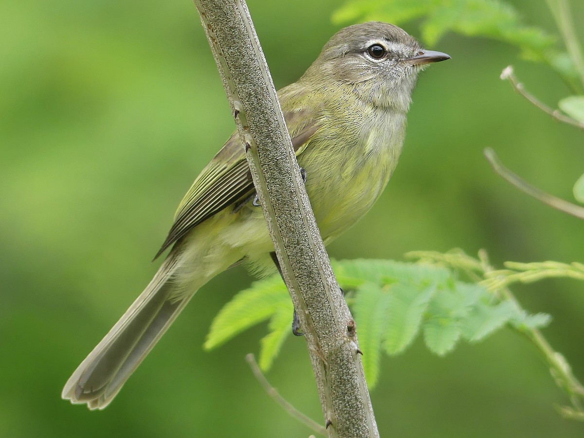 Myiopagis viridicata