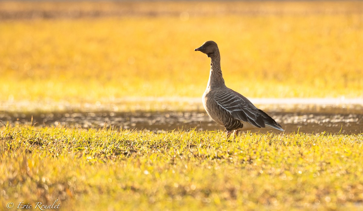 Pink-footed Goose - Eric Francois Roualet