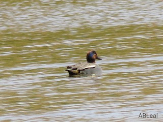 Green-winged Teal, ML321028761