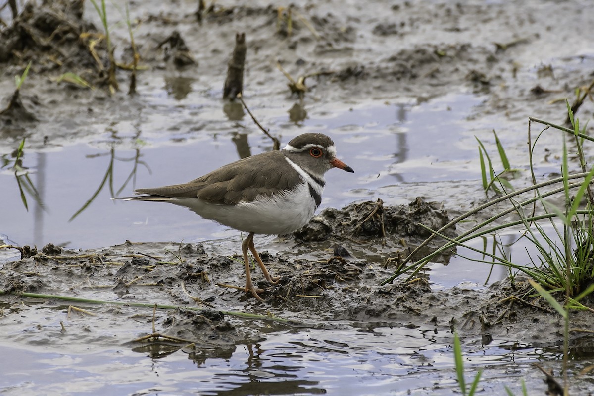 Three-banded Plover - ML321028781
