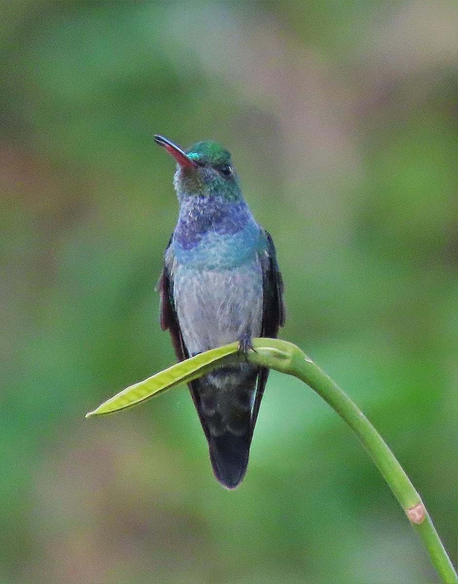 Blue-chested Hummingbird - ML321043181