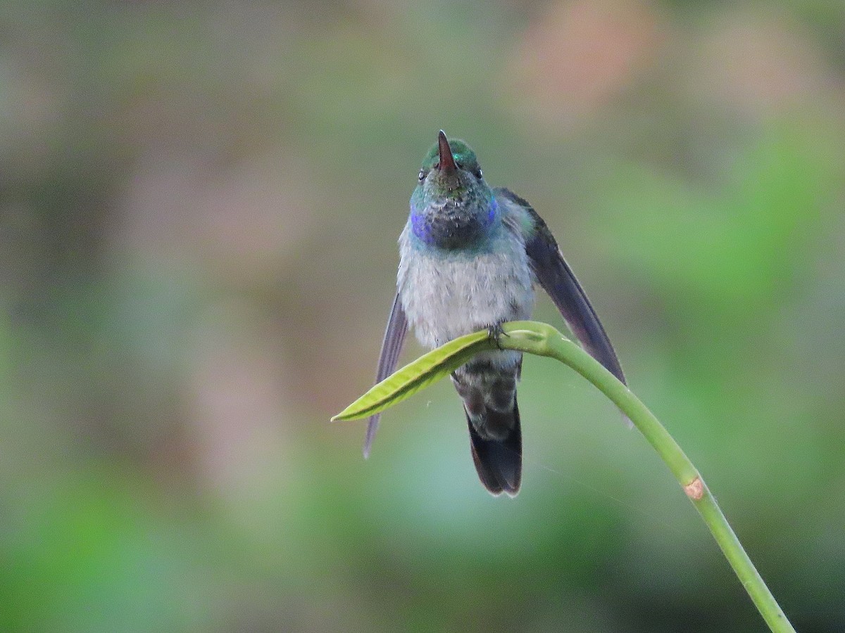 Blue-chested Hummingbird - ML321043251