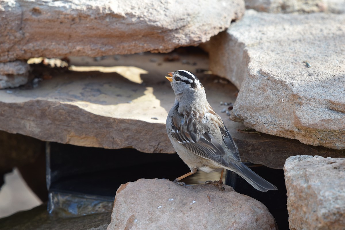 White-crowned Sparrow - ML321046971