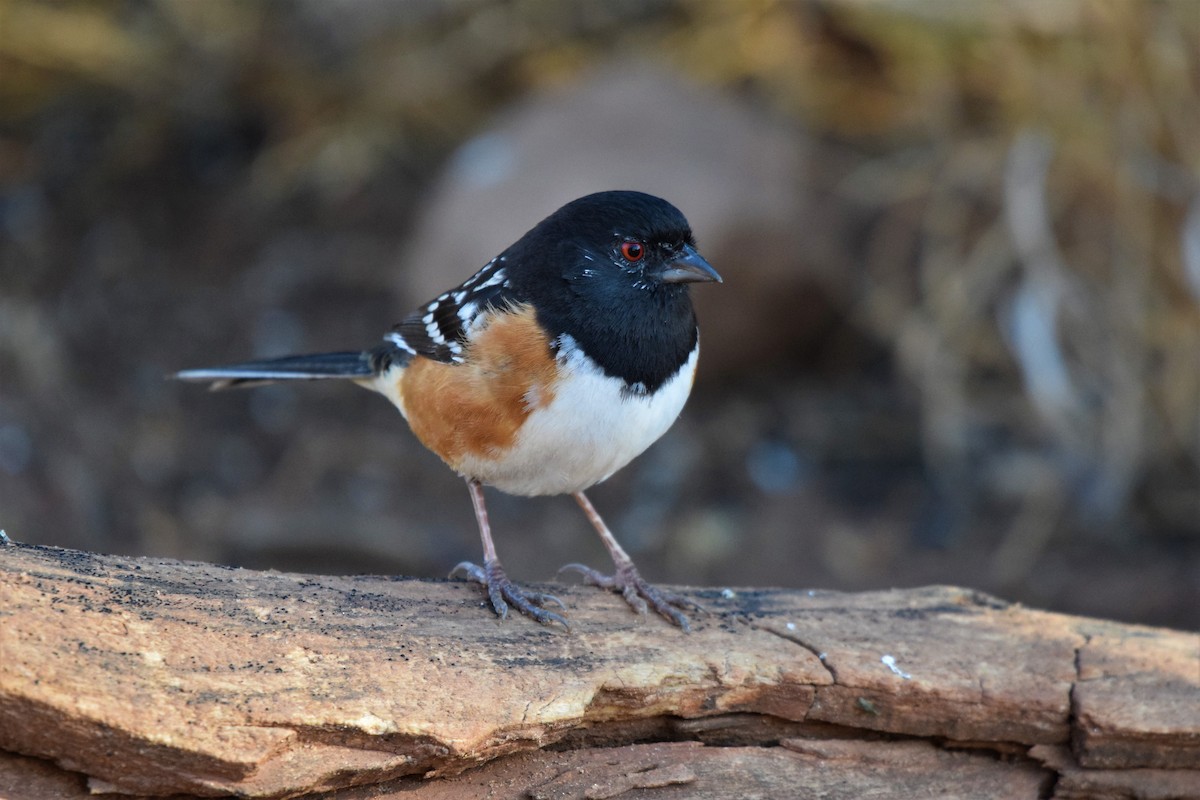 Spotted Towhee - ML321047261