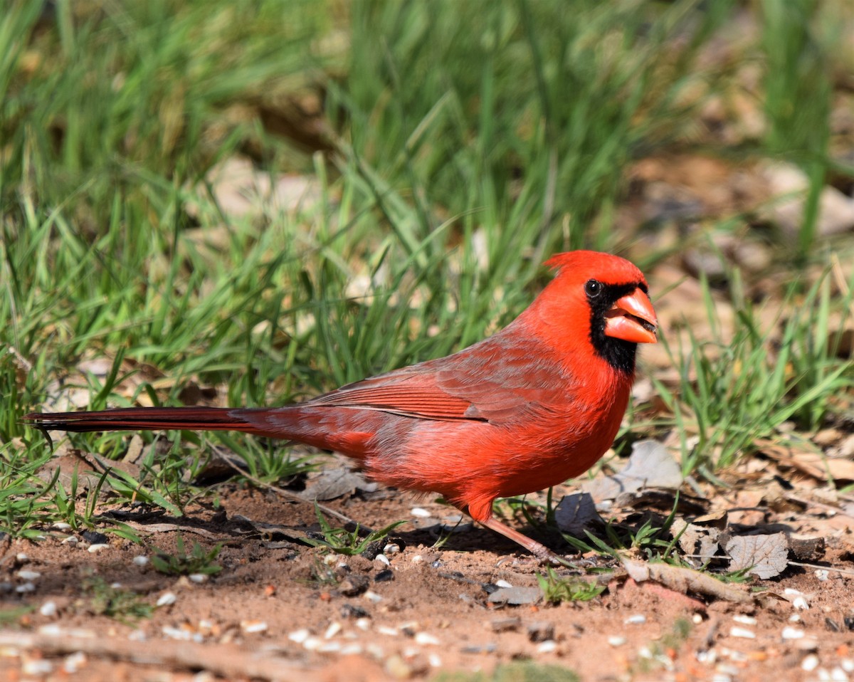 Northern Cardinal - Liz buck