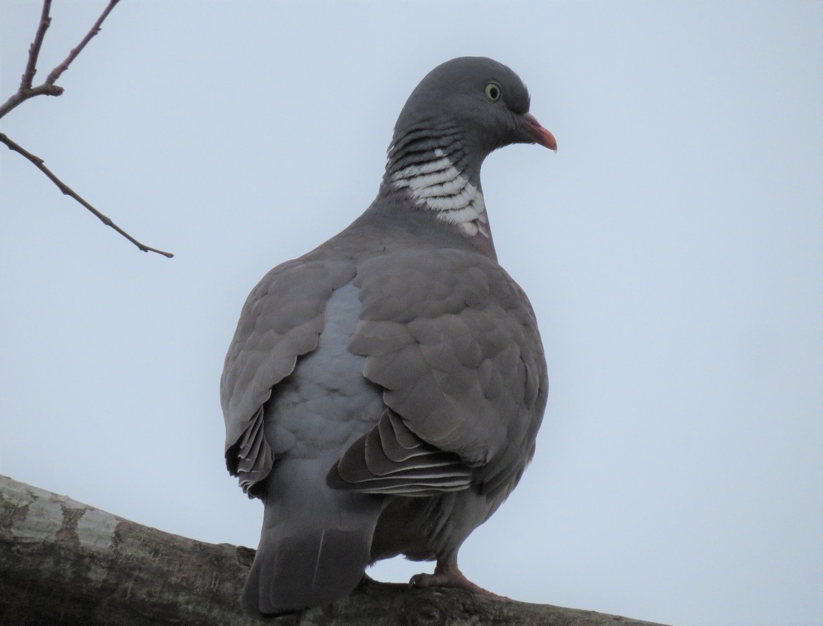 Common Wood-Pigeon - ML321050891