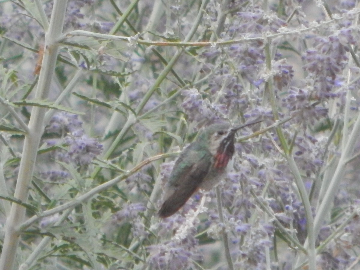 Calliope Hummingbird - Donald Weidemann